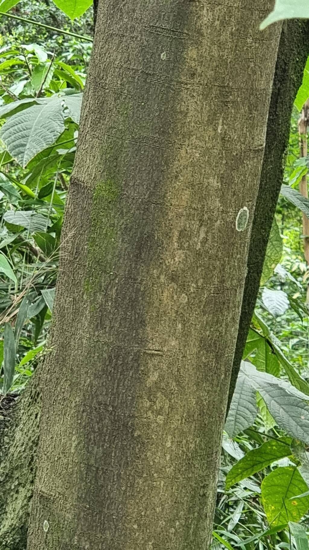 Coccoloba lucidula bark