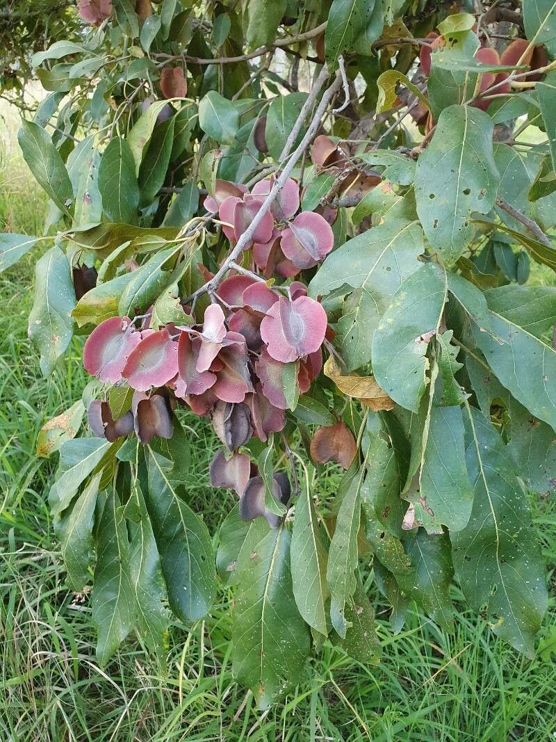 Combretum collinum fruit