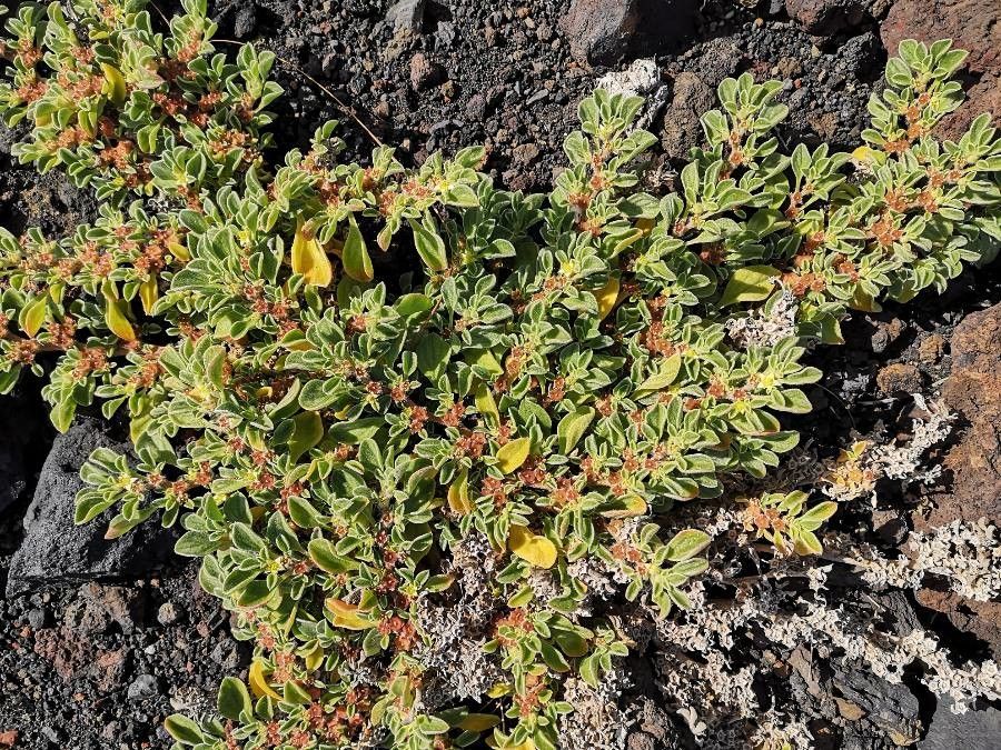 Aizoon canariense habit