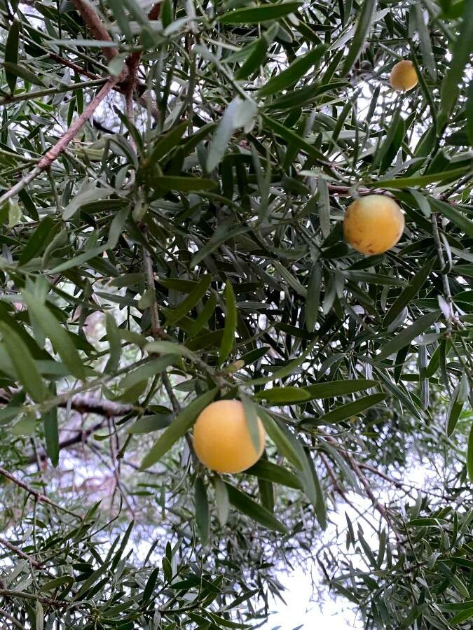 Podocarpus falcatus fruit