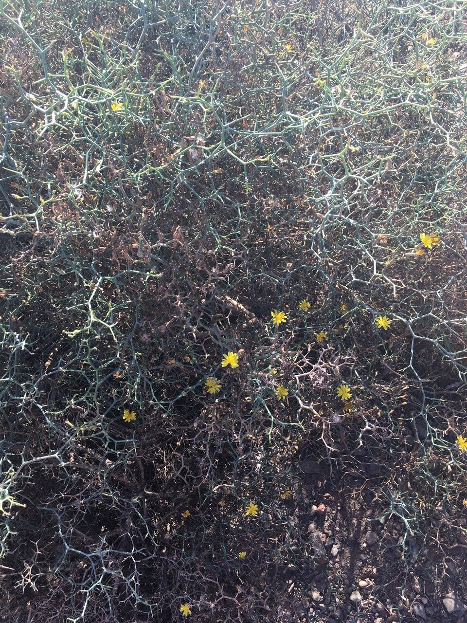 Launaea arborescens leaf