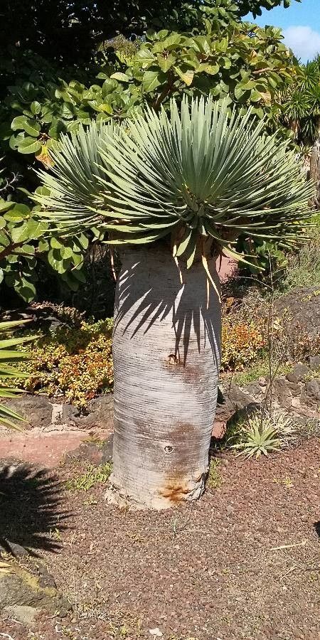 Dracaena cinnabari habit