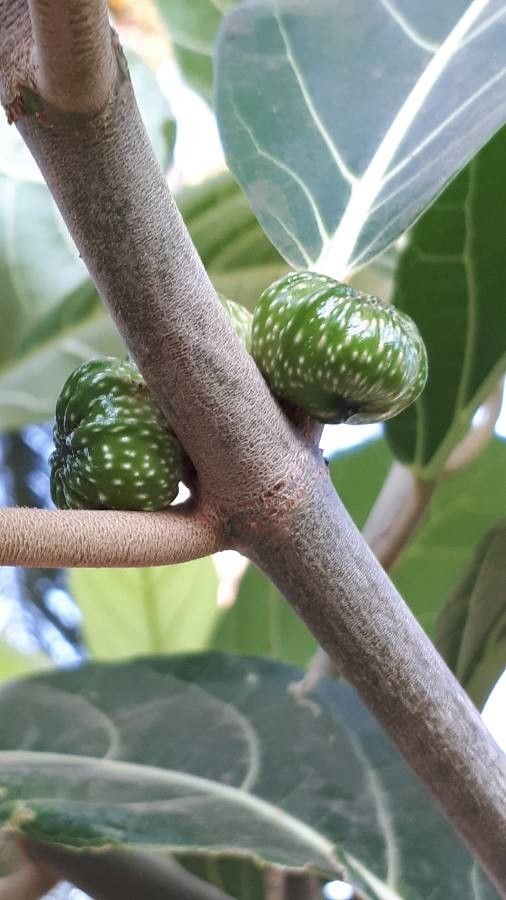 Ficus septica fruit