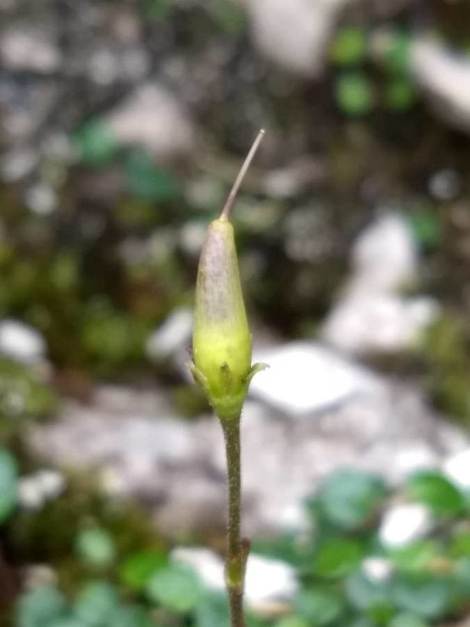 Soldanella minima fruit