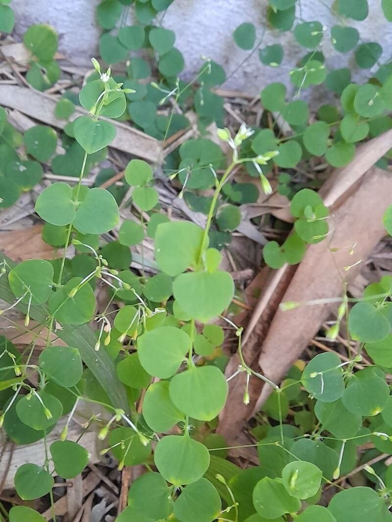 Drymaria cordata fruit
