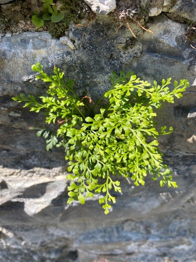 Asplenium fissum — houseplant care guide