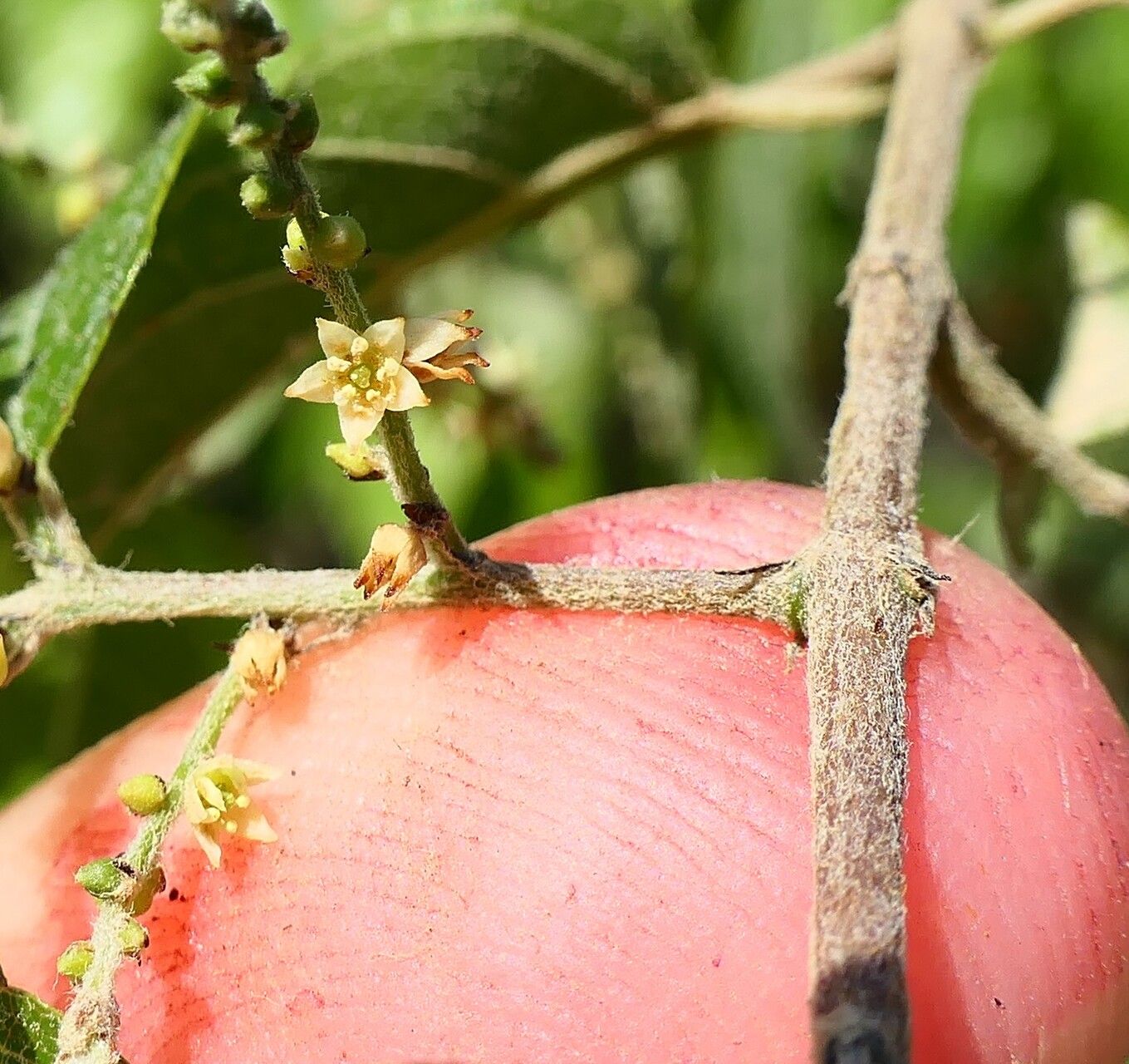 Sageretia elegans flower