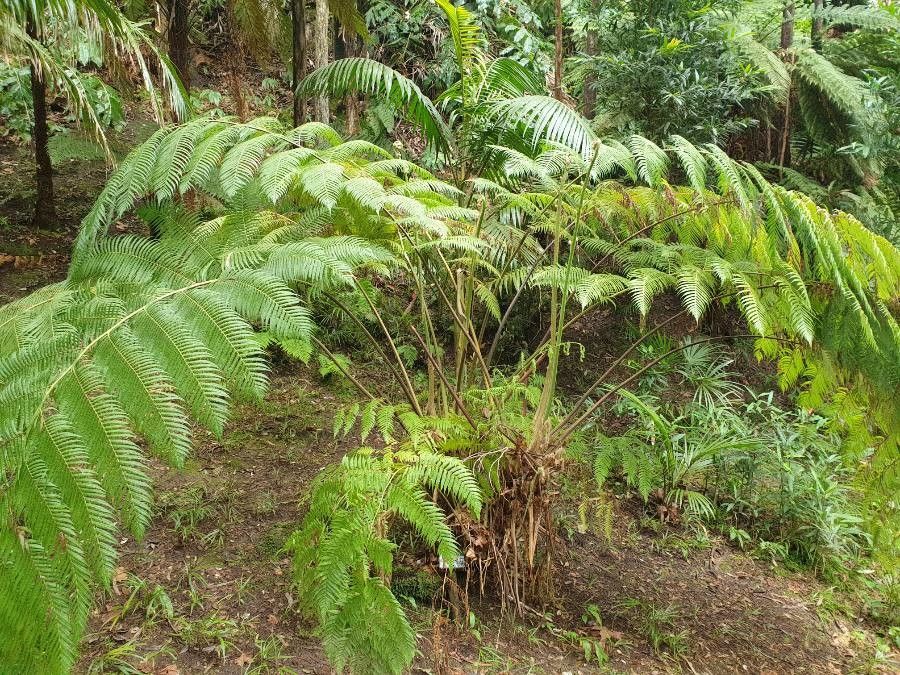 Cibotium glaucum habit