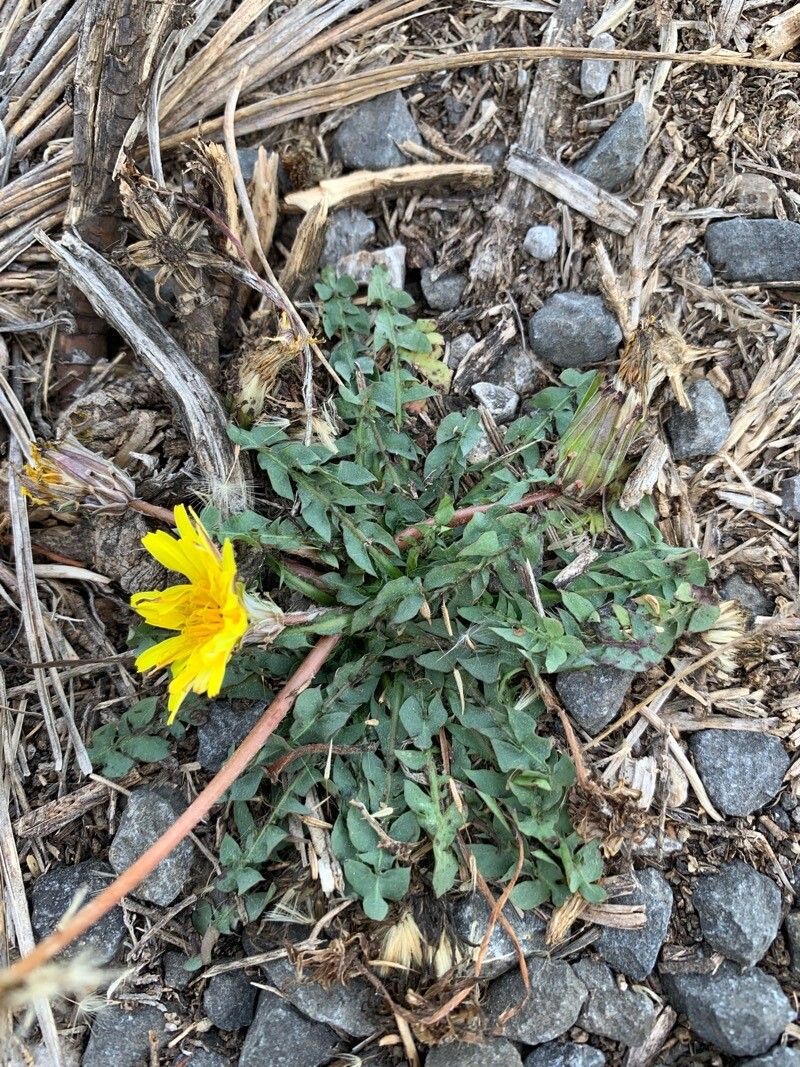 Taraxacum gaditanum flower