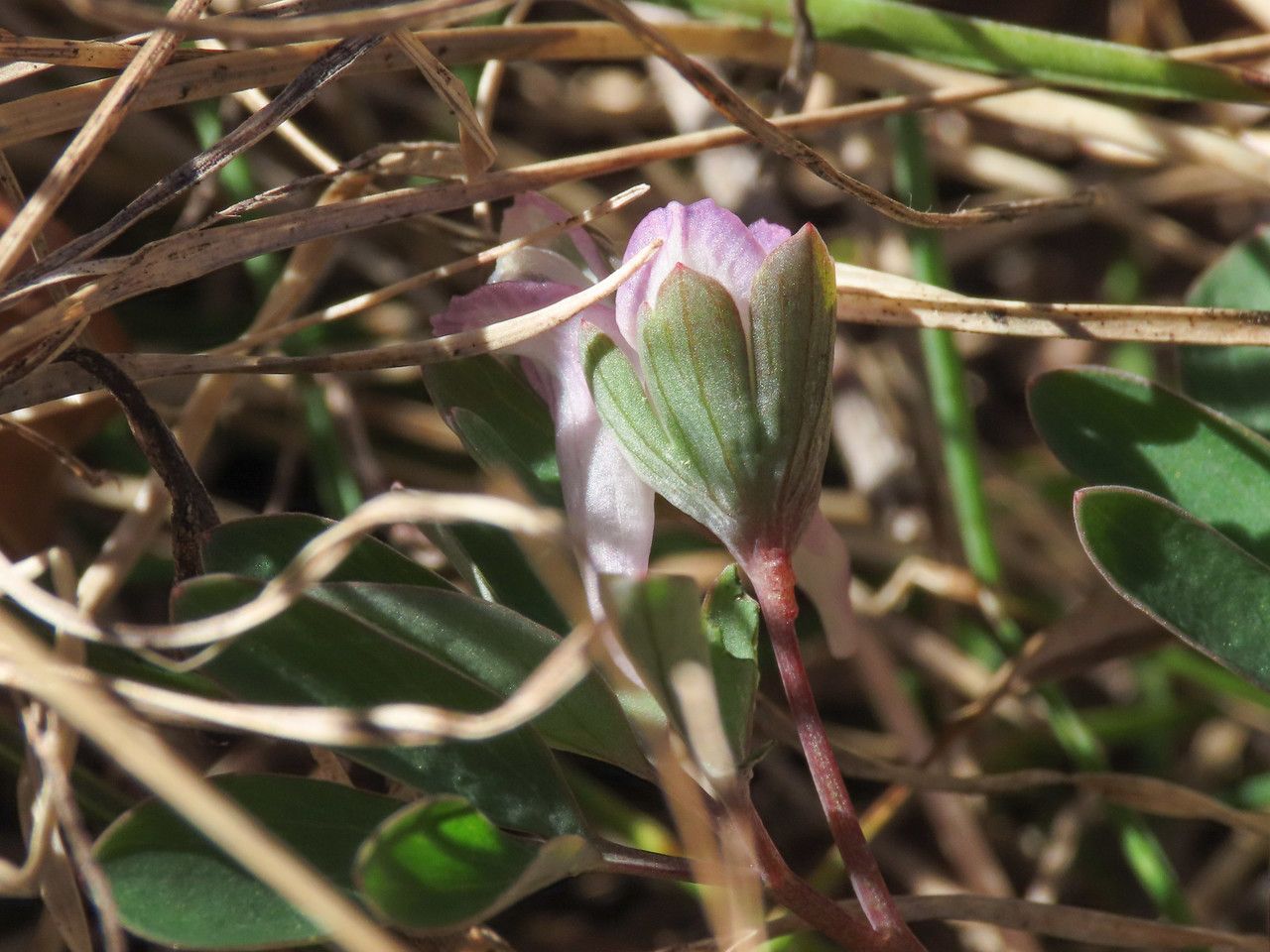 Corydalis pumila flower