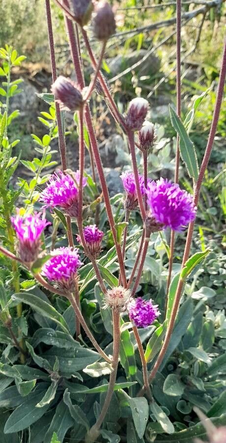Vernonia echioides habit