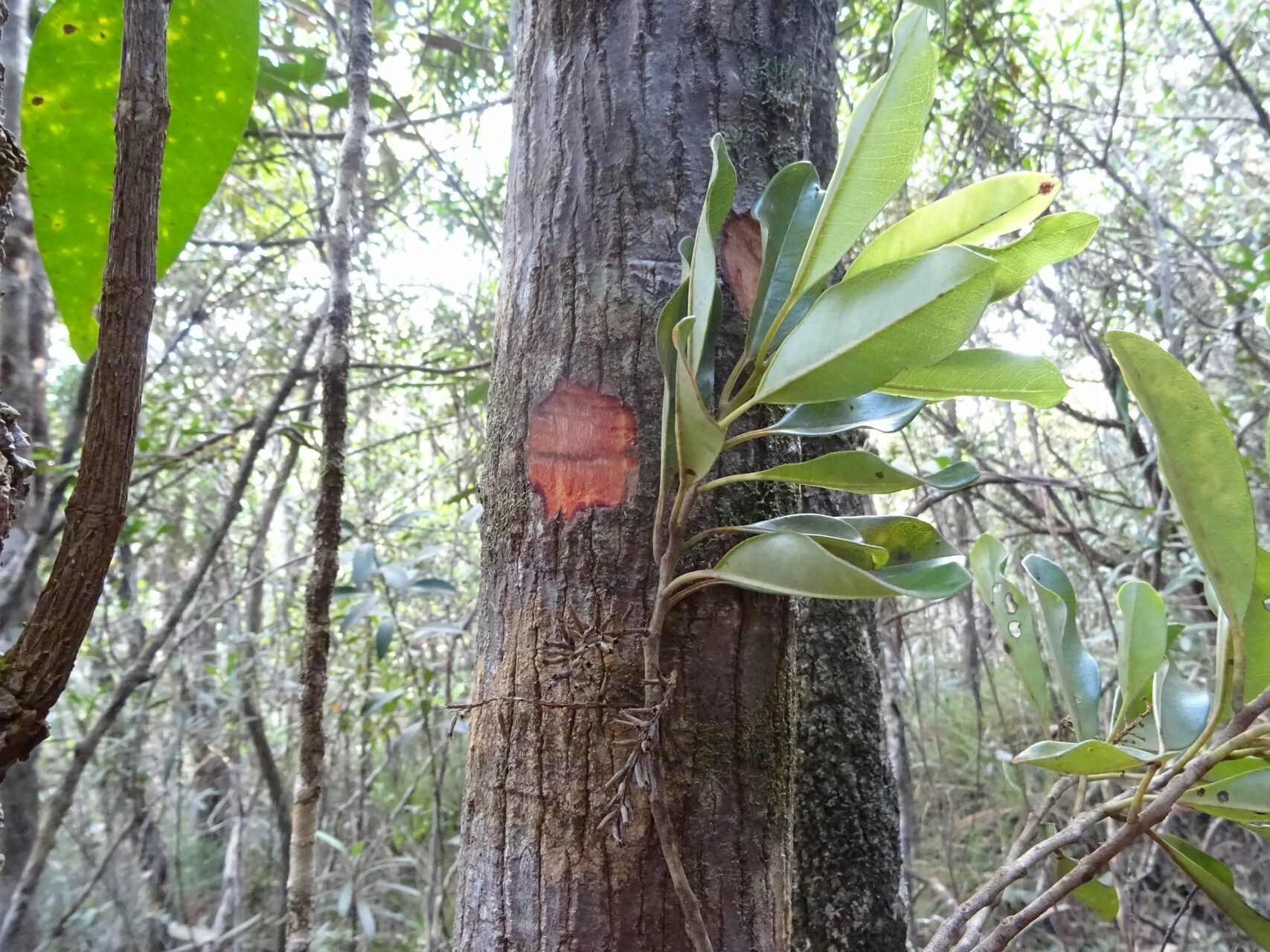 Quintinia minor bark