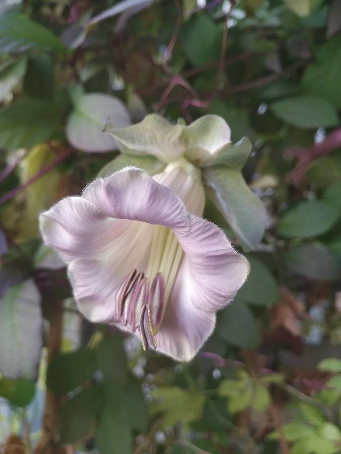 Cobaea scandens flower