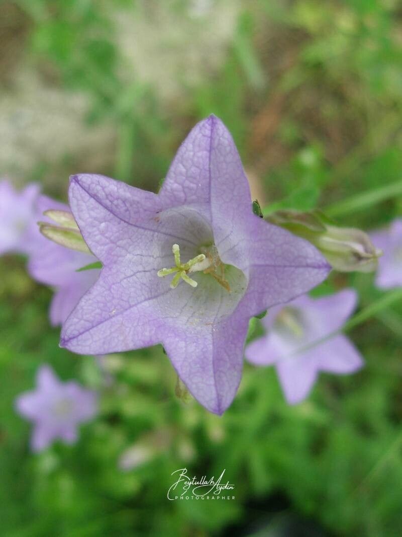 Campanula lyrata — houseplant care guide