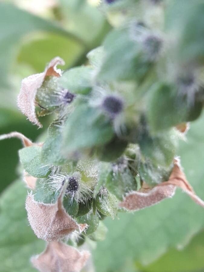 Plectranthus barbatus fruit
