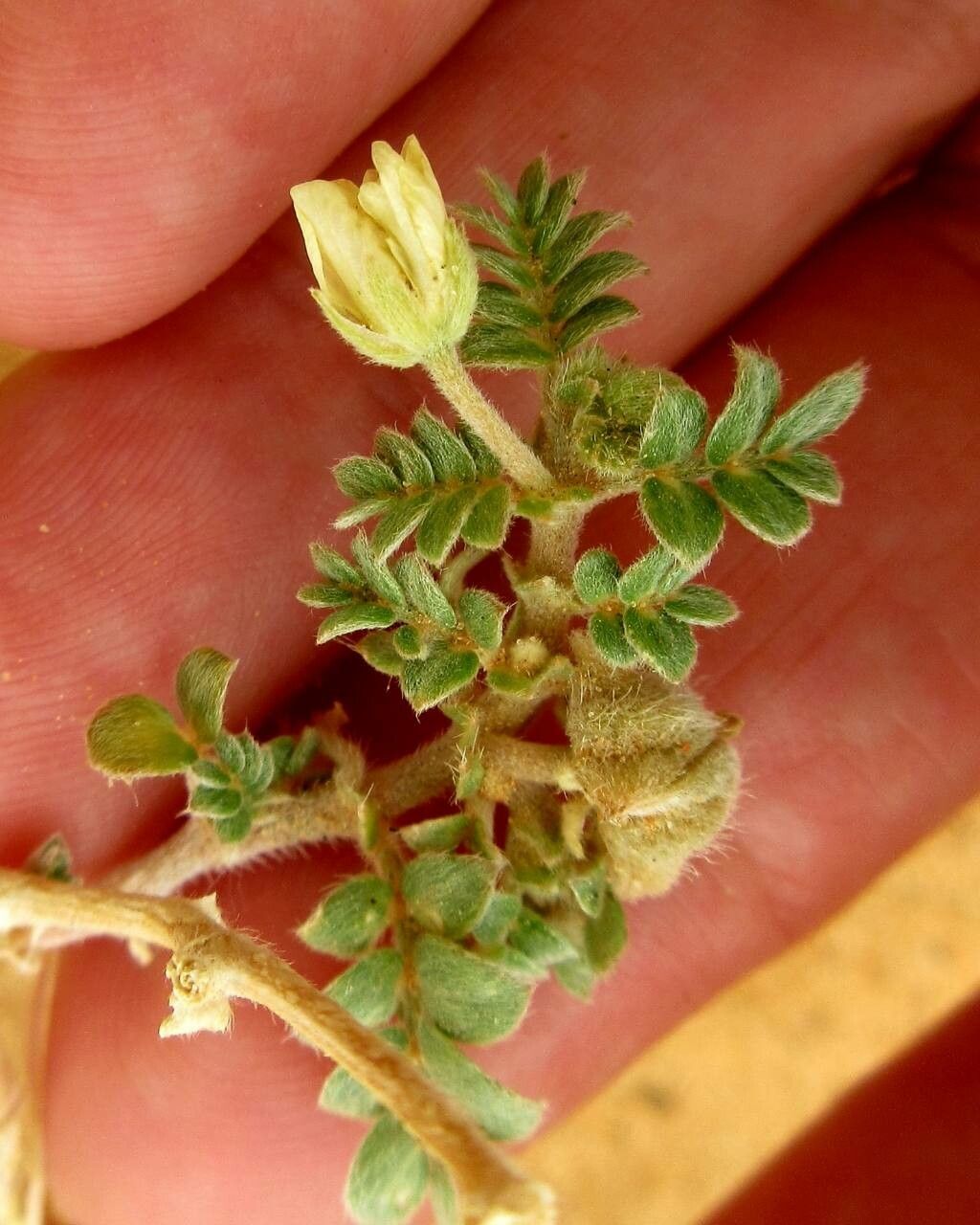 Tribulus pentandrus flower