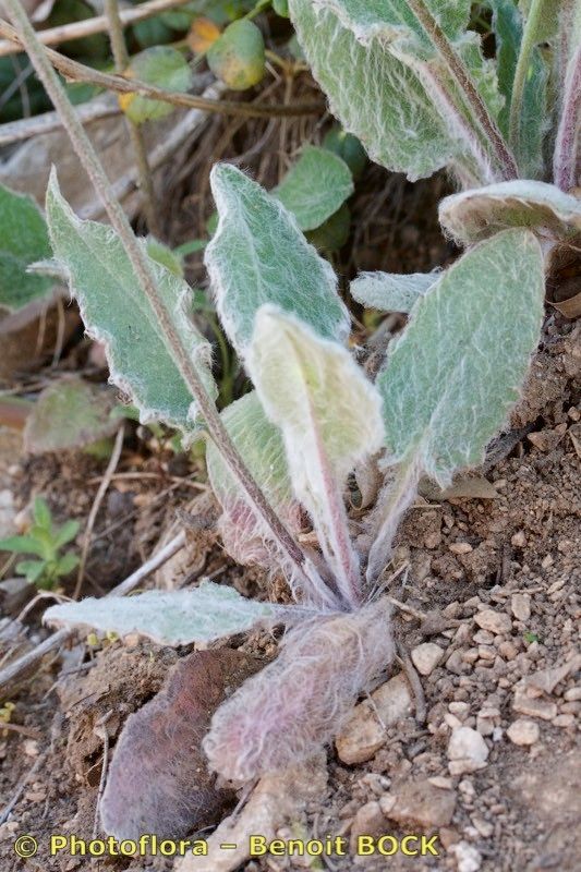 Hieracium gariodianum habit