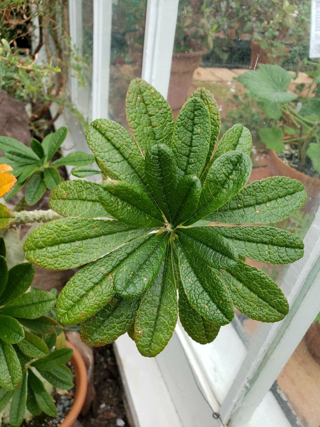 Dorstenia gigas leaf