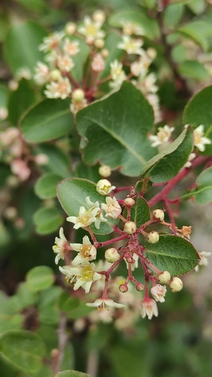 Gymnosporia putterlickioides flower