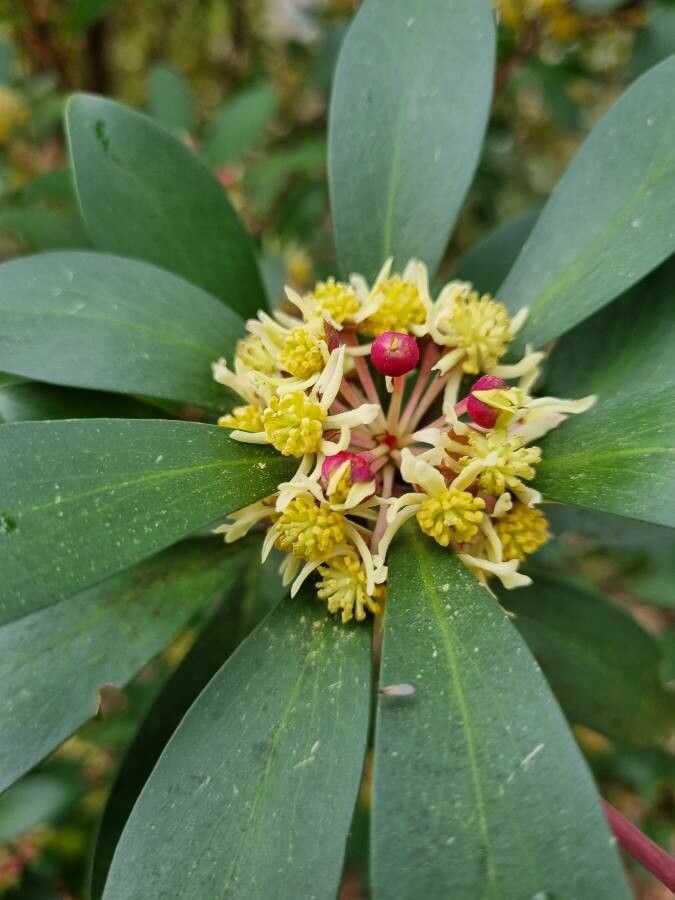 Tasmannia lanceolata flower