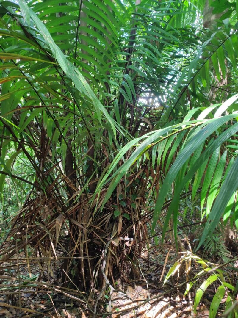 Oenocarpus mapora — houseplant care guide