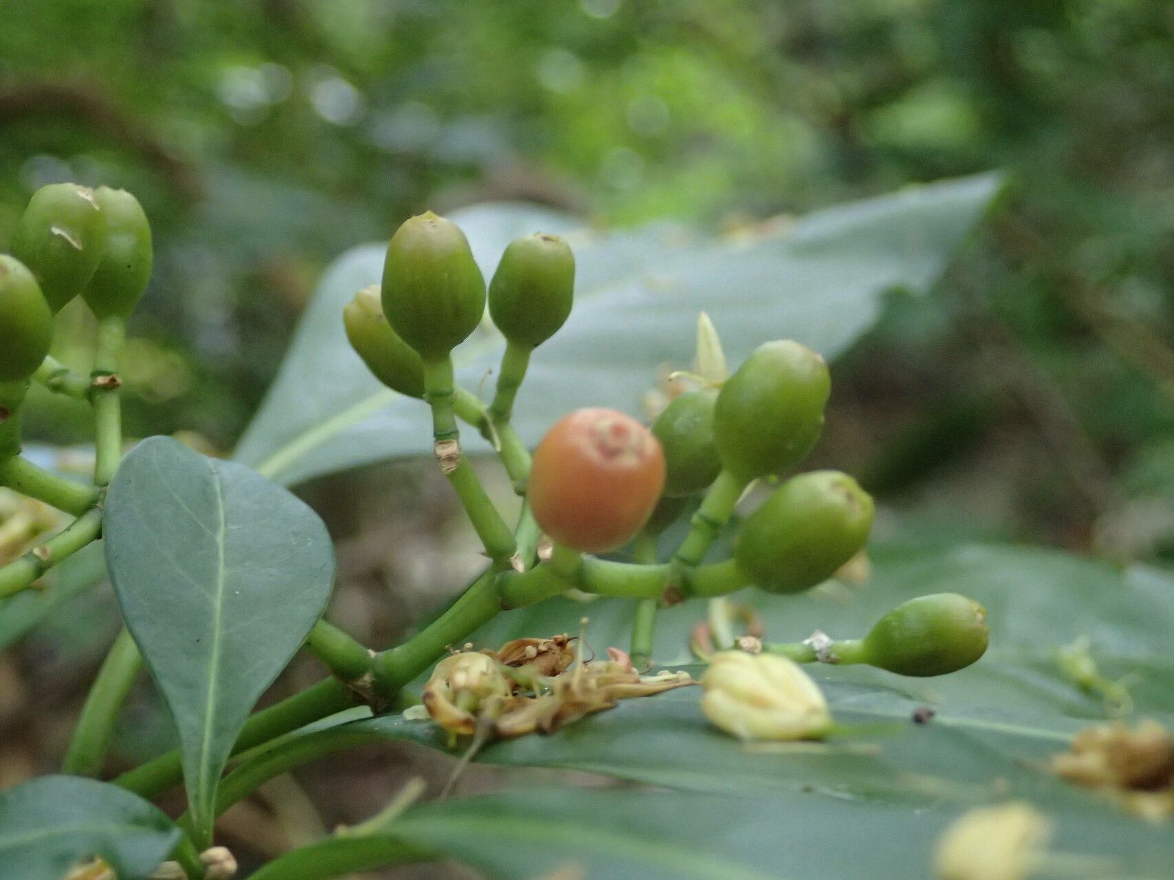 Psychotria microdon fruit