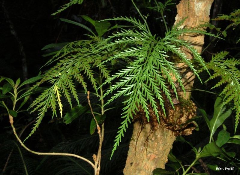 Asplenium subflexuosum habit