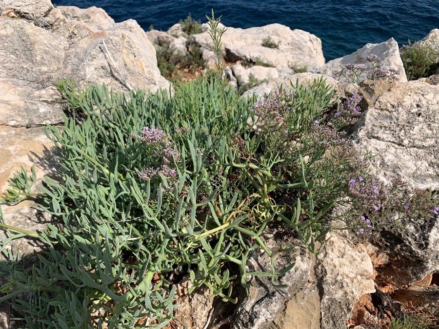 Limonium cordatum habit