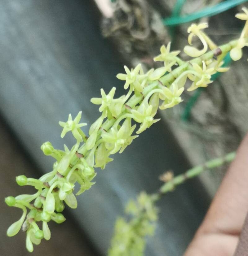 Diaphananthe vesicata flower
