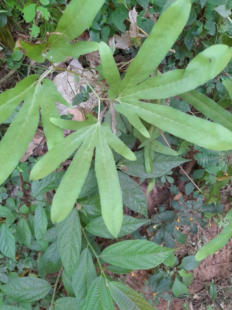 Lygodium circinatum leaf