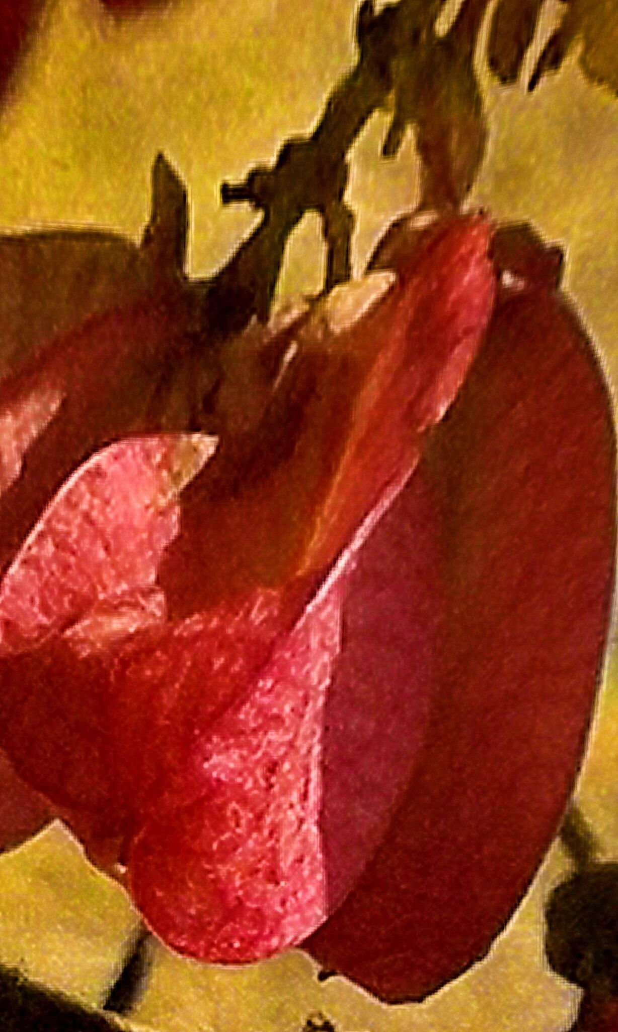 Serjania racemosa — houseplant care guide