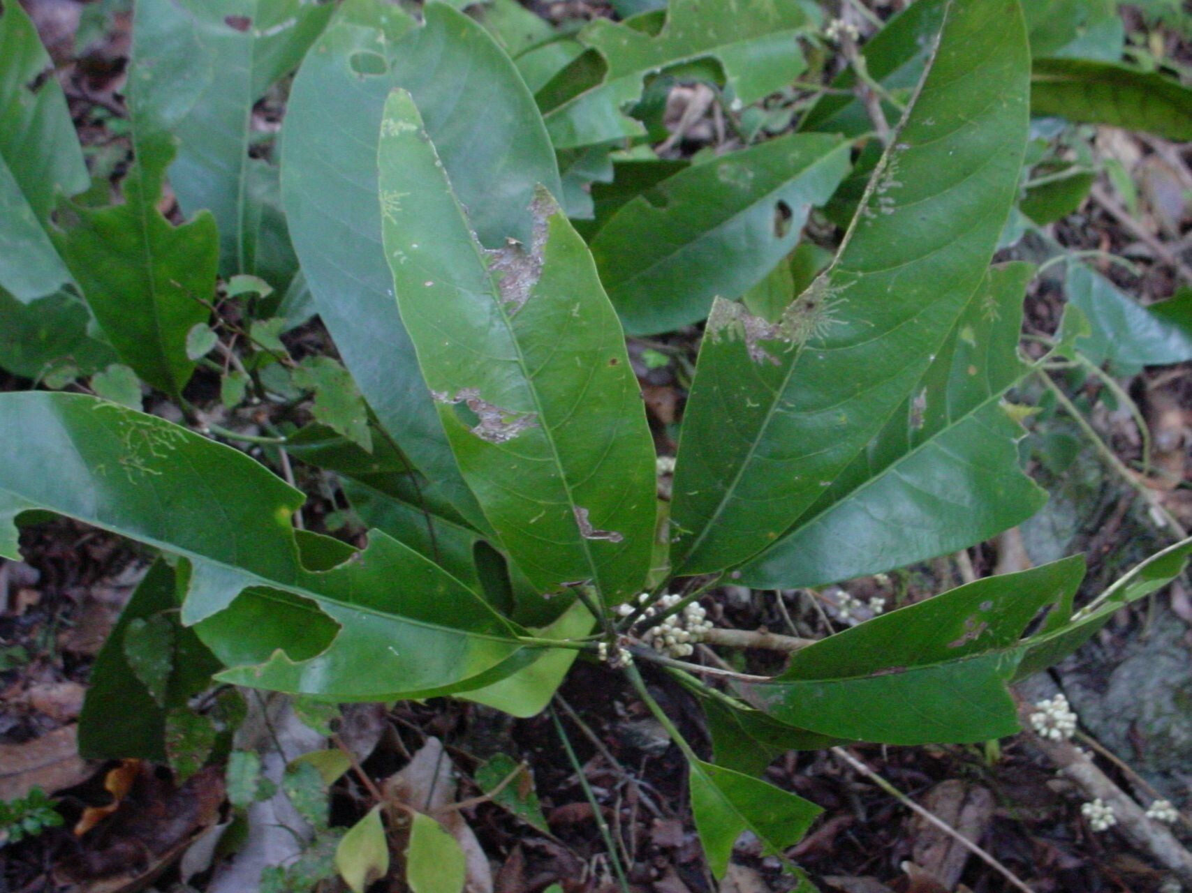 Pycnandra griseosepala leaf
