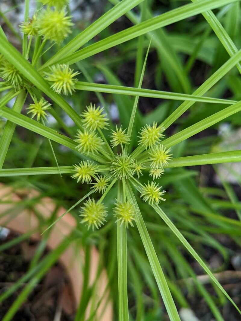 Cyperus strigosus flower