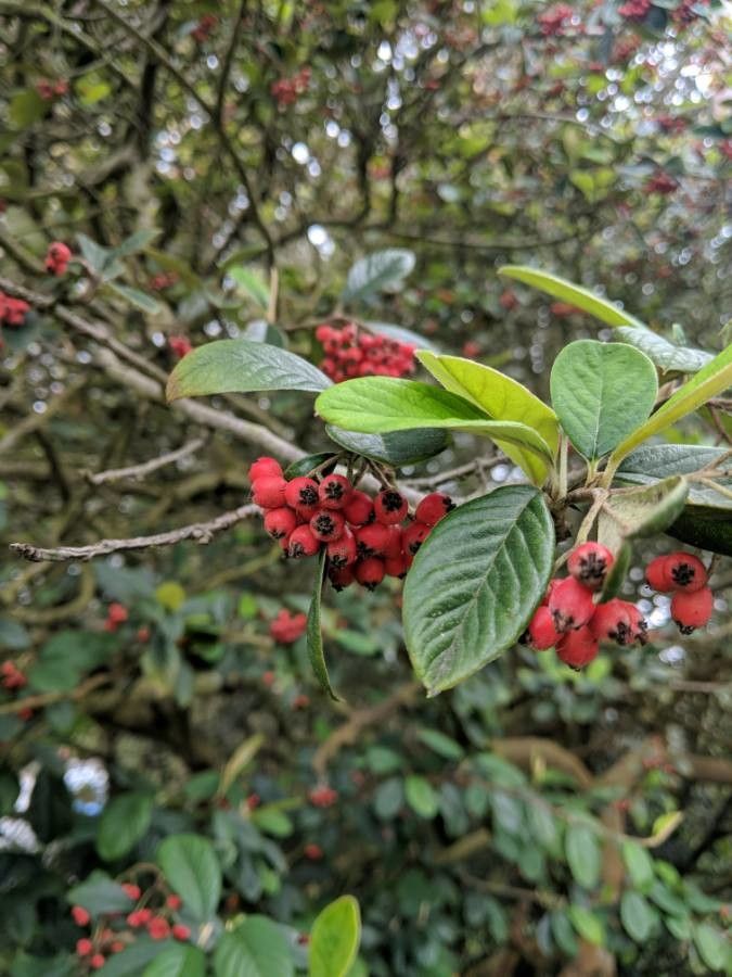 Cotoneaster frigidus fruit