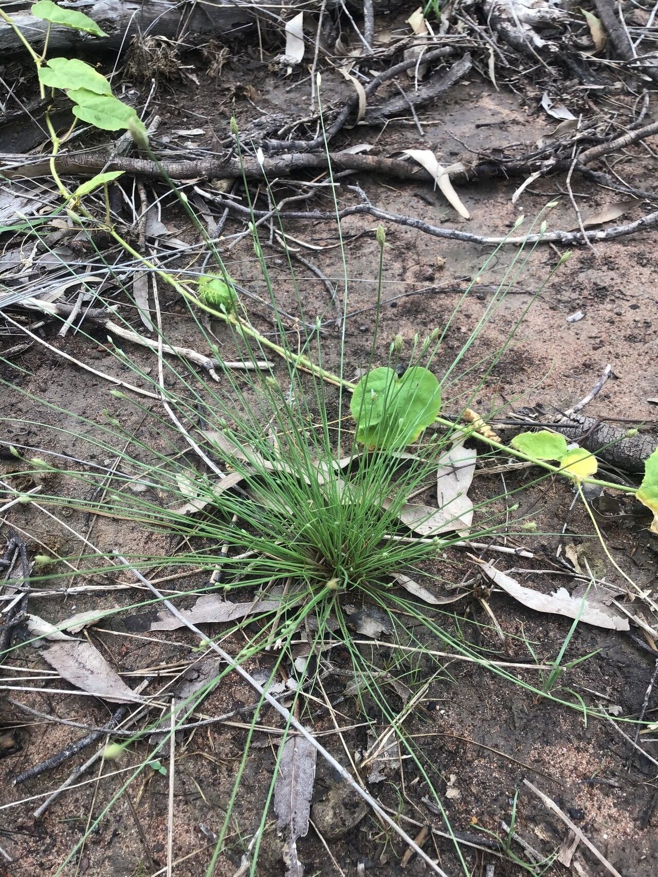 Fimbristylis polytrichoides habit