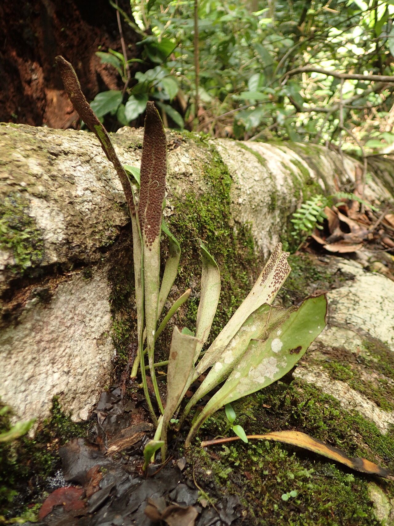 Pyrrosia schimperiana habit