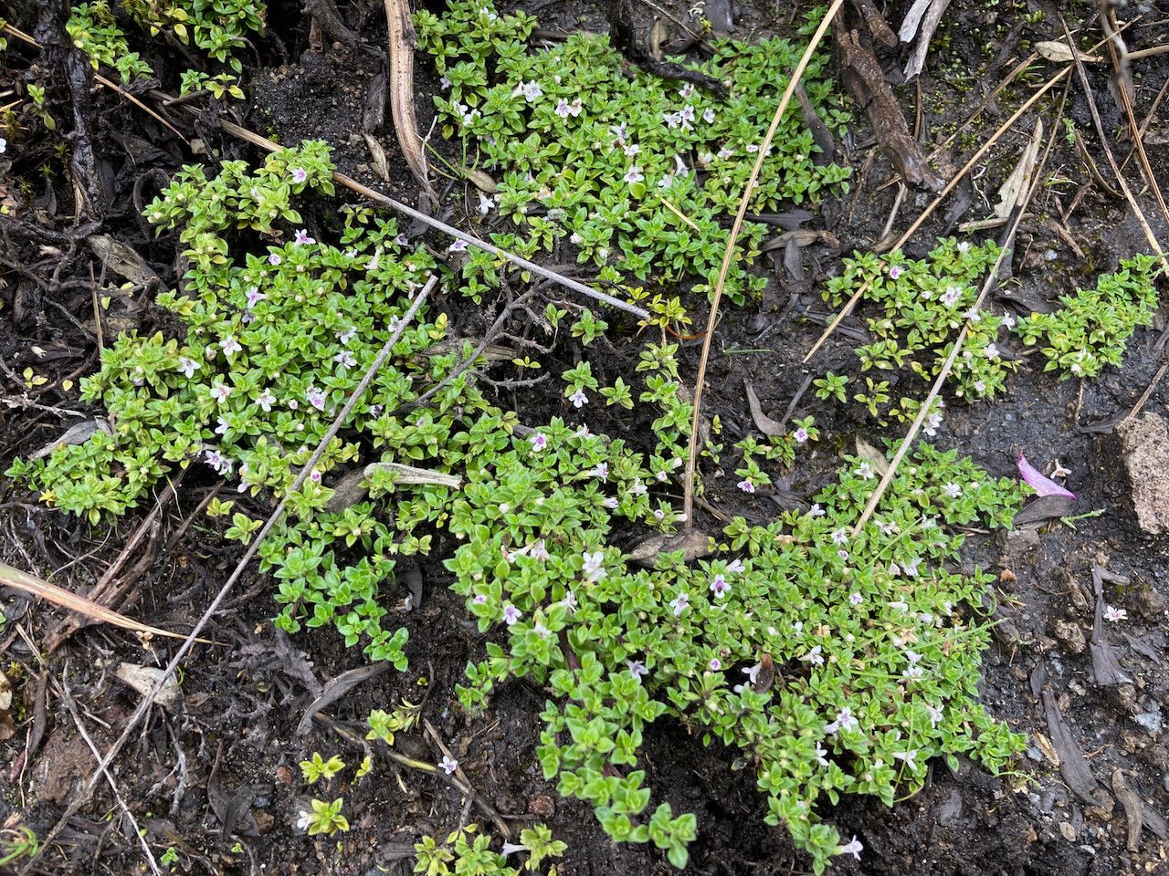 Clinopodium nubigenum habit