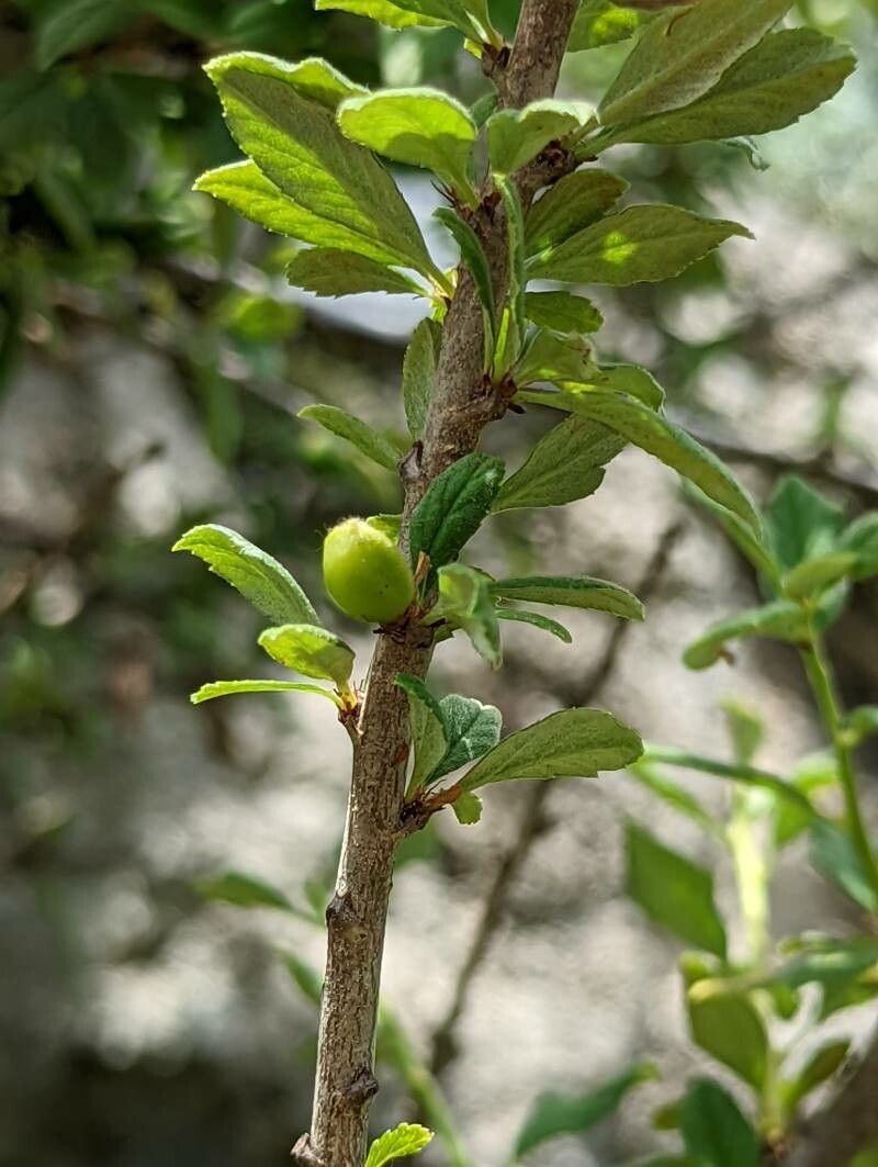 Prunus prostrata fruit