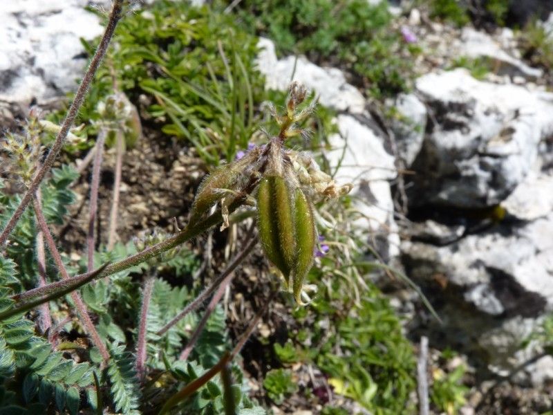 Oxytropis helvetica fruit
