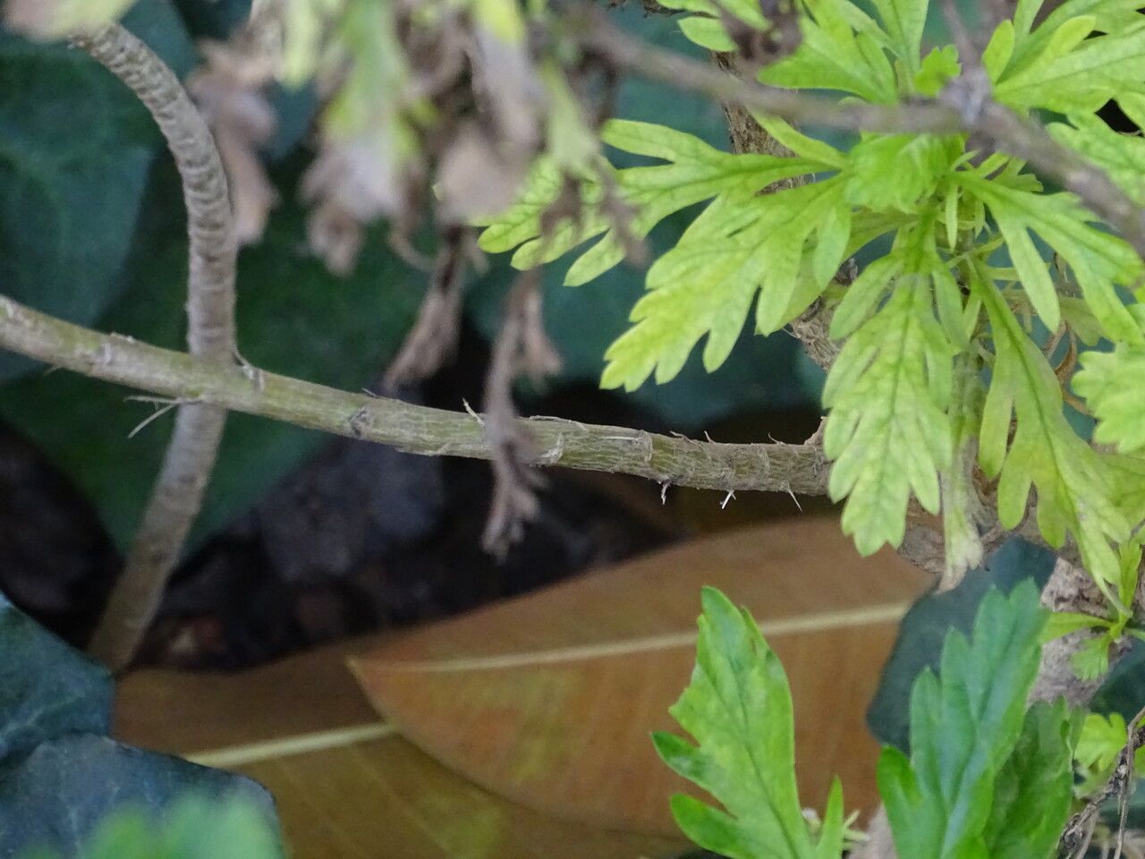 Euryops chrysanthemoides bark