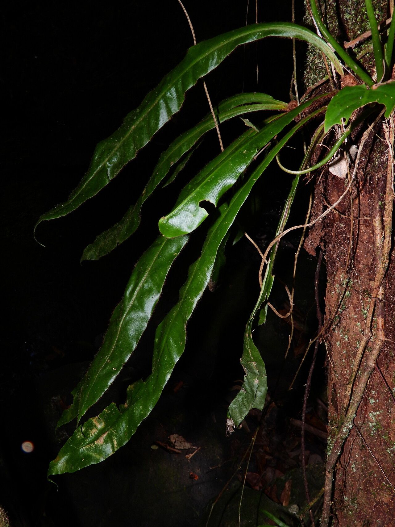 Elaphoglossum raywaense — houseplant care guide