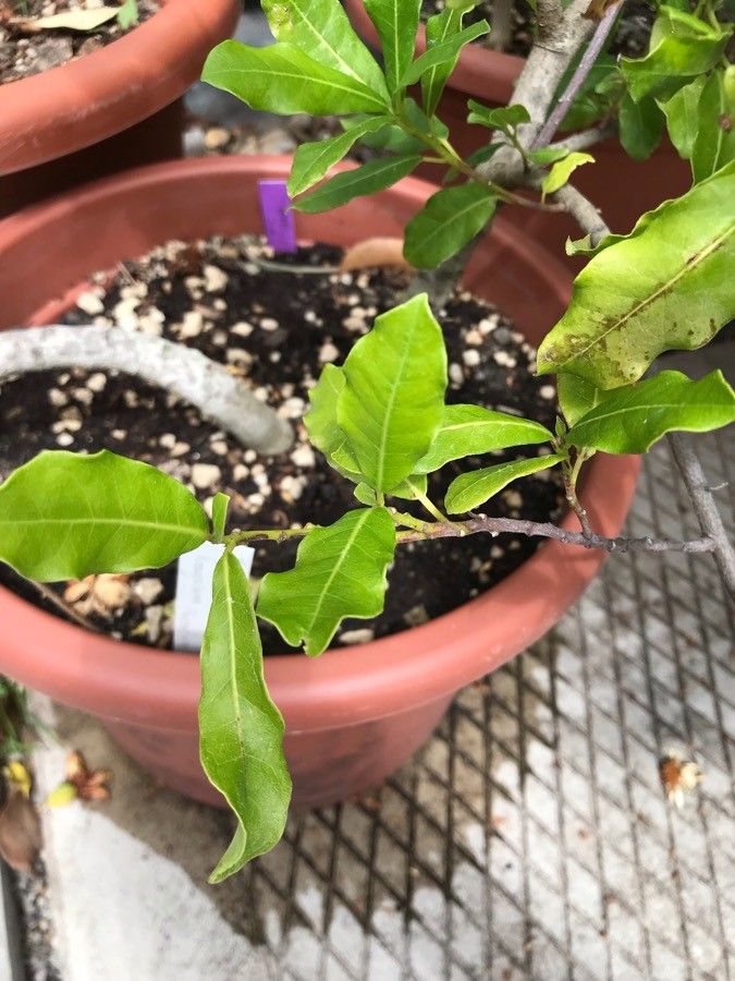 Xylotheca kraussiana — search result for 'Eastern South Africa'