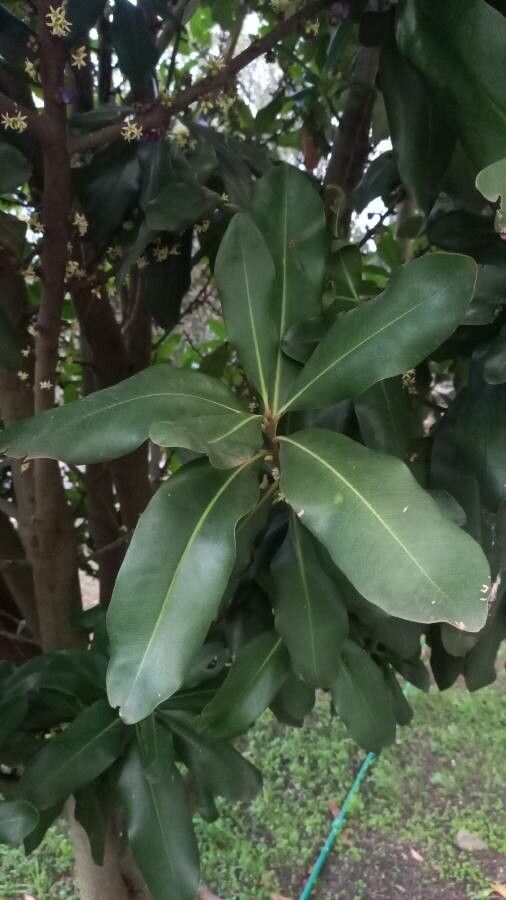 Pleiomeris canariensis leaf