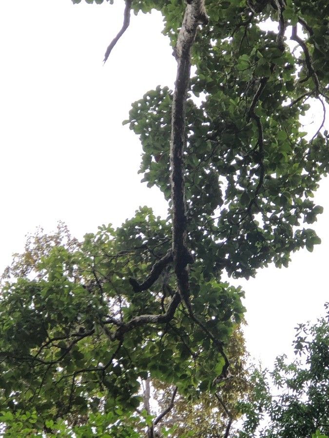 Castanopsis motleyana other