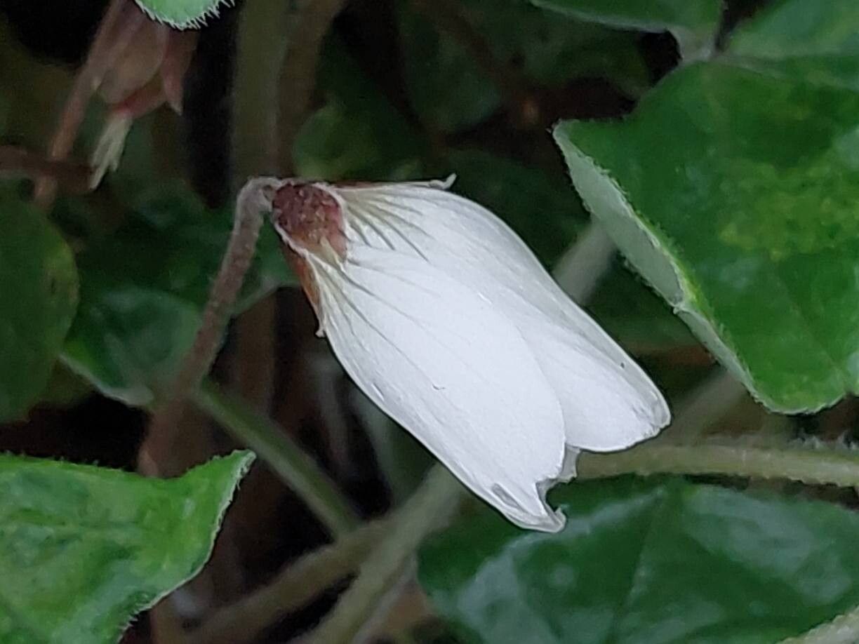 Oxalis griffithii flower