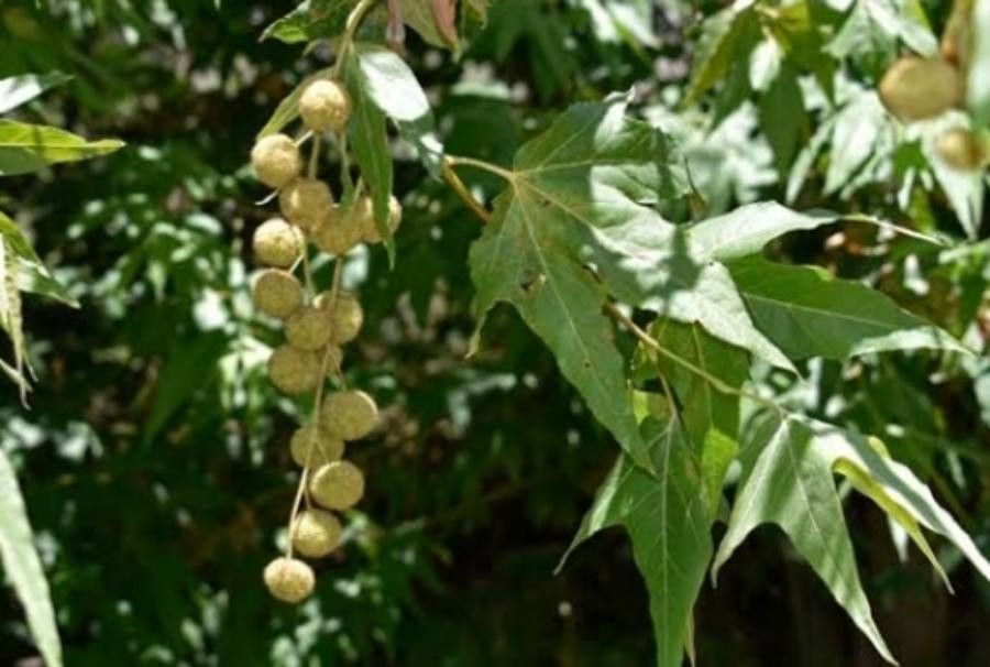 Platanus wrightii — houseplant care guide