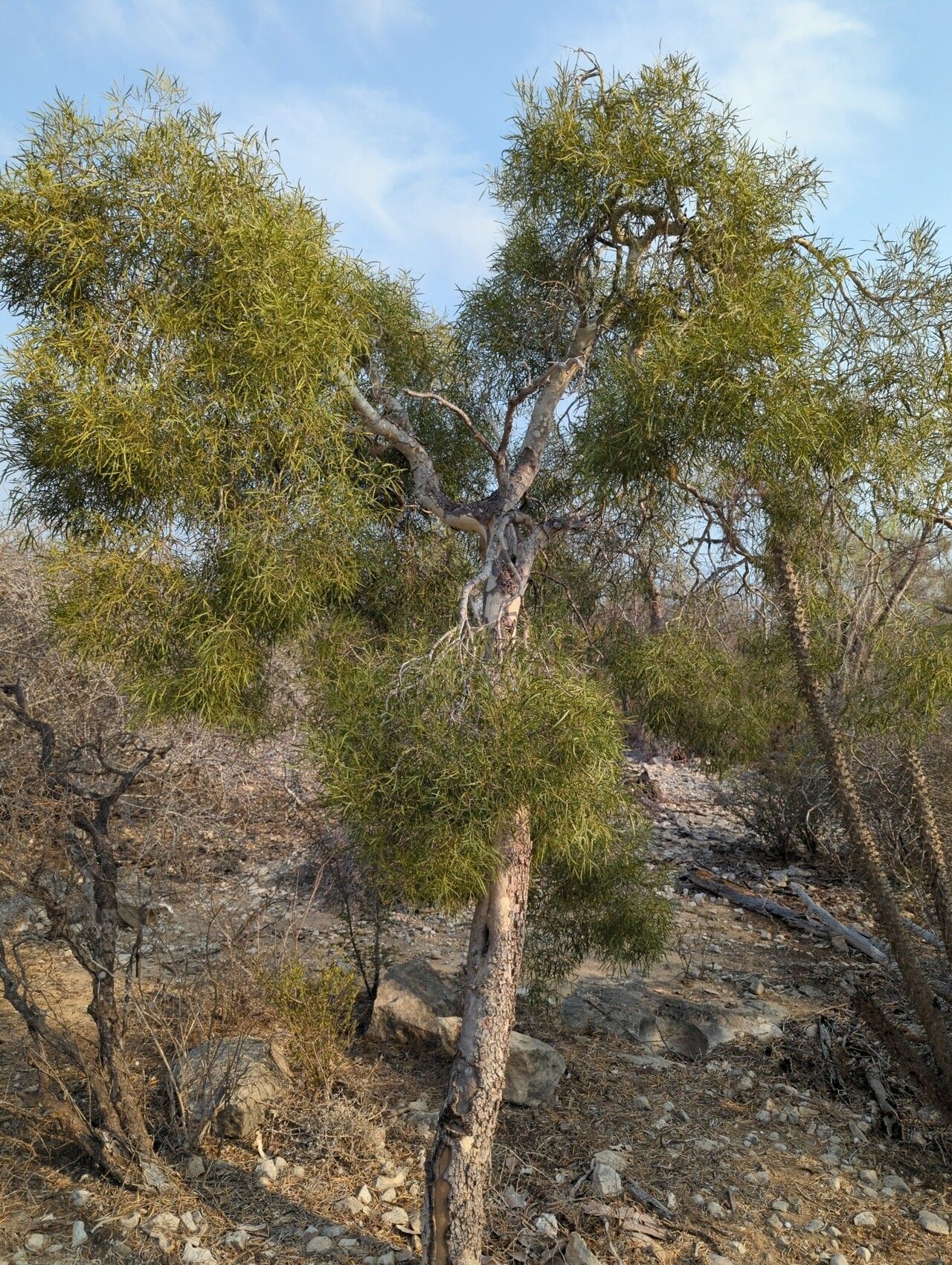 Elaeodendron humbertii habit