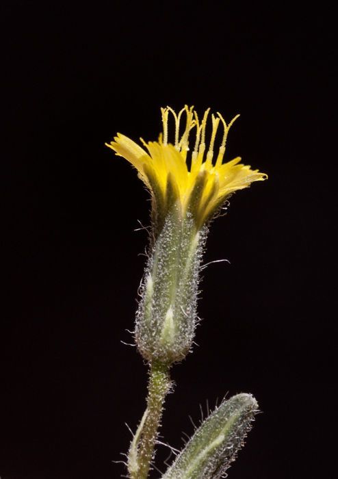 Hieracium fendleri — search result for 'Guatemala'
