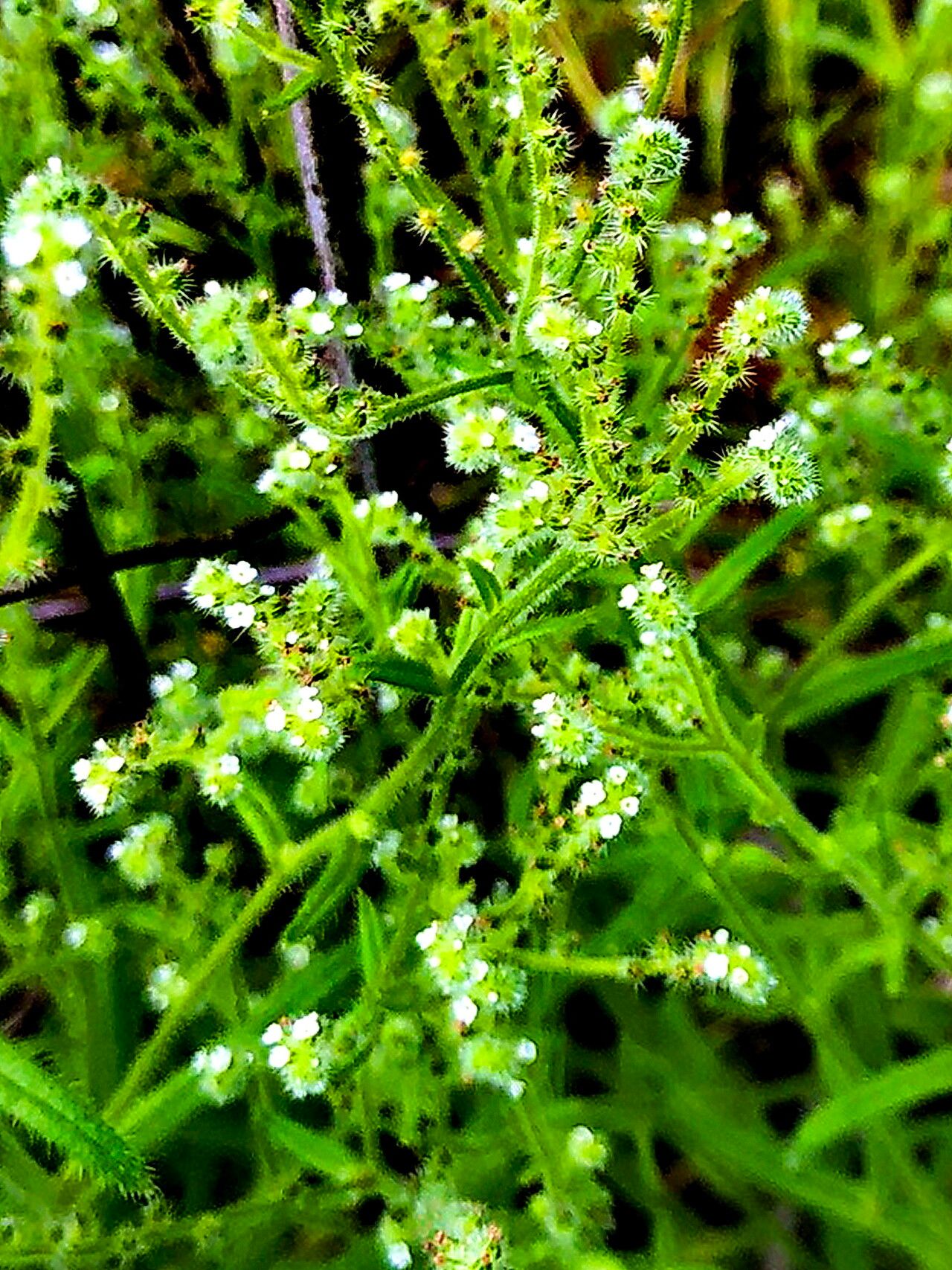 Johnstonella micromeres — search result for 'Johnstonella'