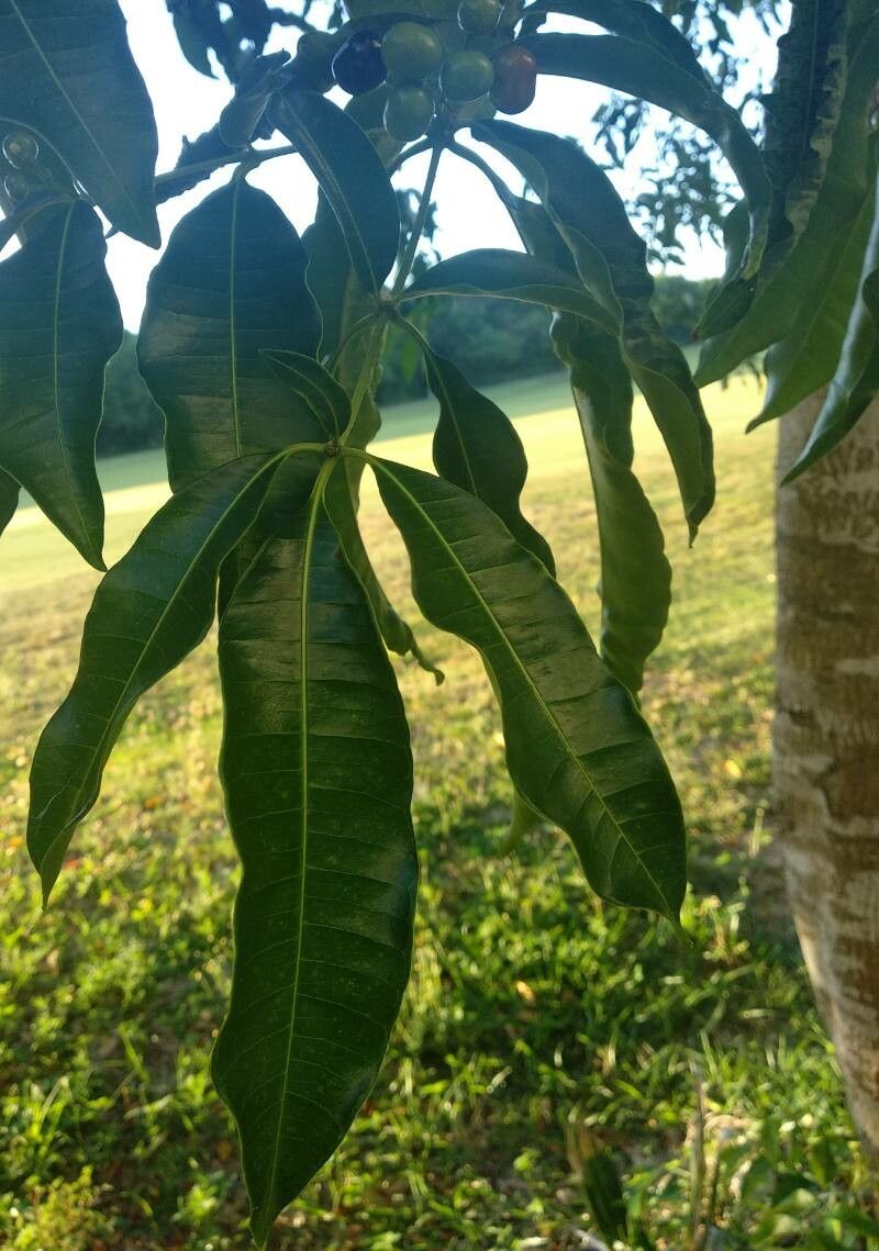 Vepris simplicifolia leaf